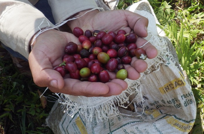 Shade-grown Arabica SHB FINCA CARMEN SHB QUICHE GUATEMALA
