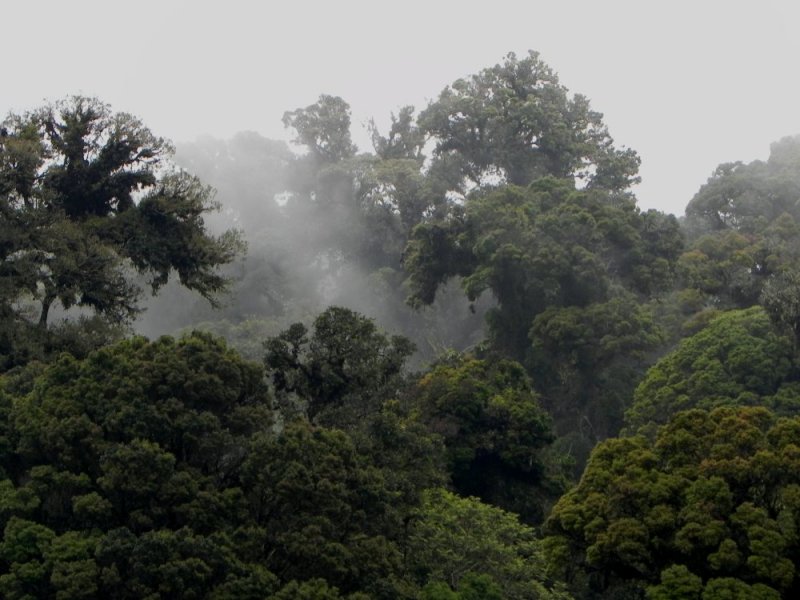 ANCIENT CLOUD FOREST FORESTPRIMEVAL.ORG