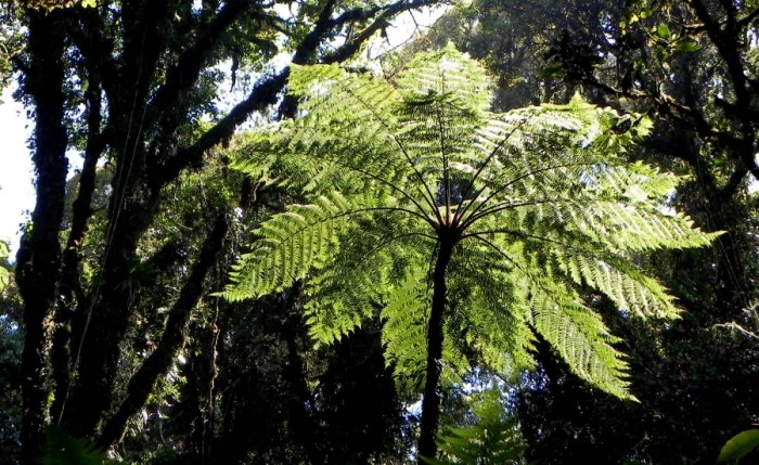 TROPICAL CLOUD FOREST TREE FERN WITH OAK